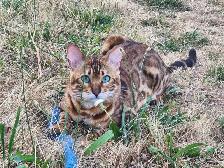 Bengal Kittens (Rosettes on Gold)TICA registration - Photo 3