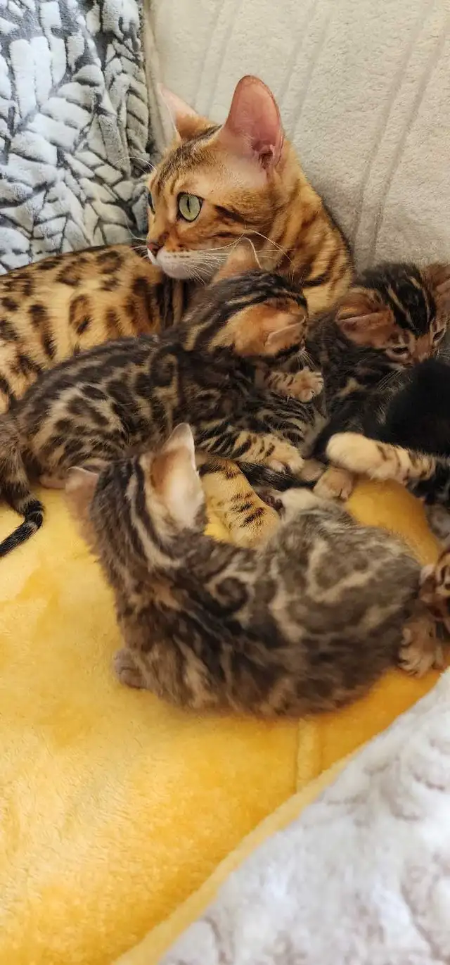 Bengal Kittens (Rosettes on Gold)TICA registration - Photo 4