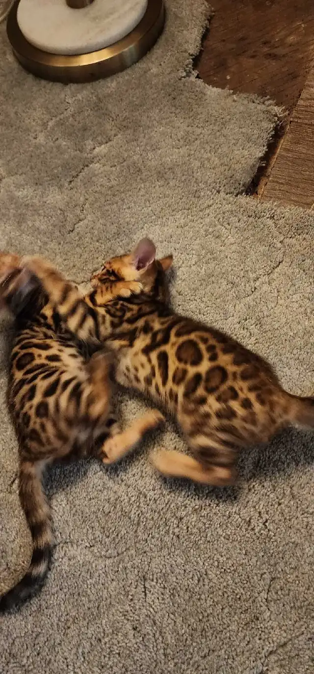 Bengal Kittens (Rosettes on Gold)TICA registration - Photo 6