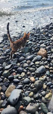 Bengal Kittens (Rosettes on Gold)TICA registration - Photo 9