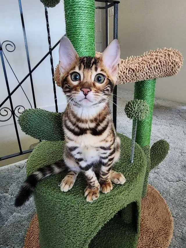 Bengal Kittens (Rosettes on Gold)TICA registration - Photo 10