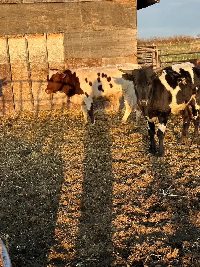 Fresh longhorn calves