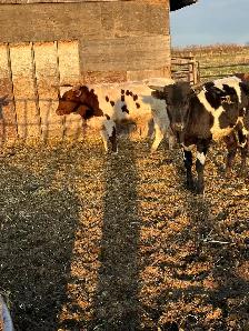 Fresh longhorn calves