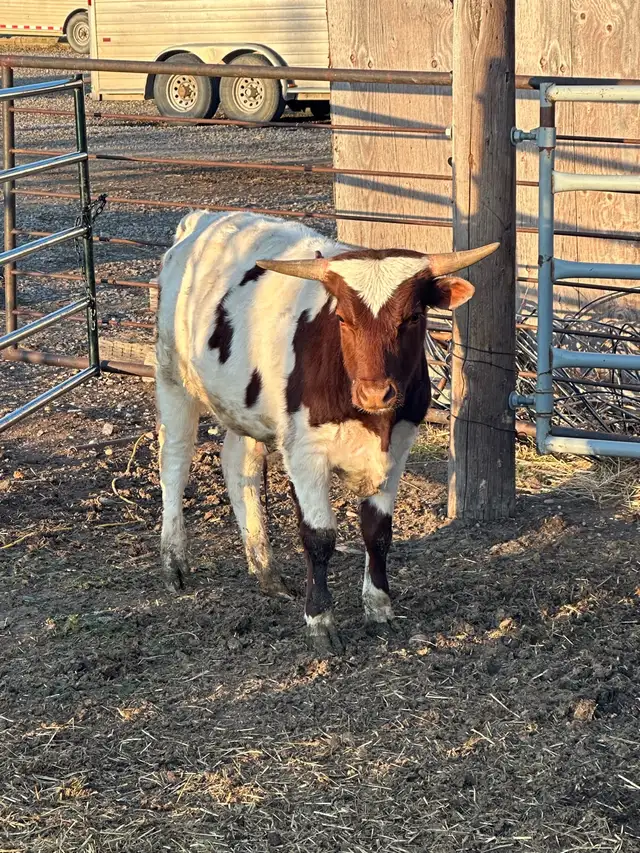 Fresh longhorn calves - Photo 2