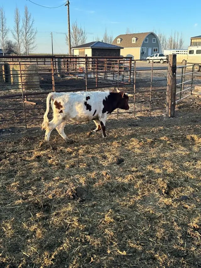 Fresh longhorn calves - Photo 3