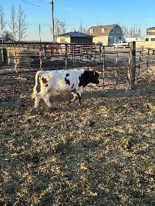 Fresh longhorn calves - Photo 3