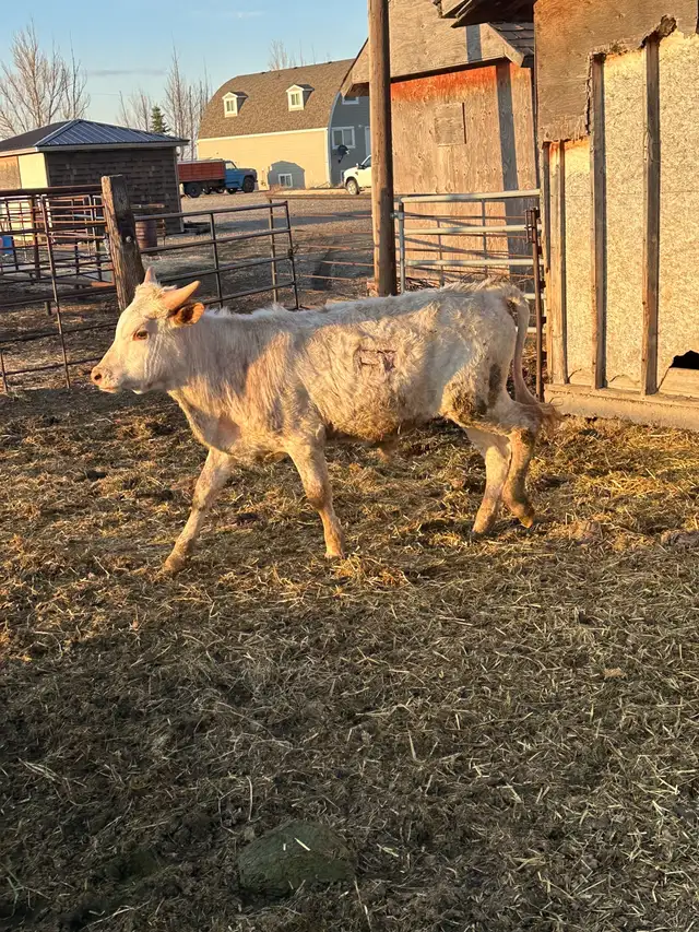 Fresh longhorn calves - Photo 4
