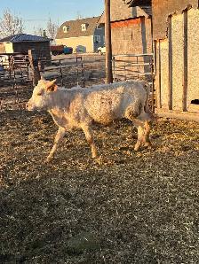 Fresh longhorn calves - Photo 4
