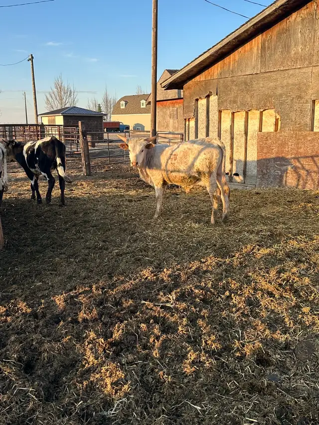 Fresh longhorn calves - Photo 5