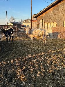 Fresh longhorn calves - Photo 5