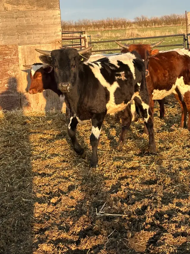 Fresh longhorn calves - Photo 6