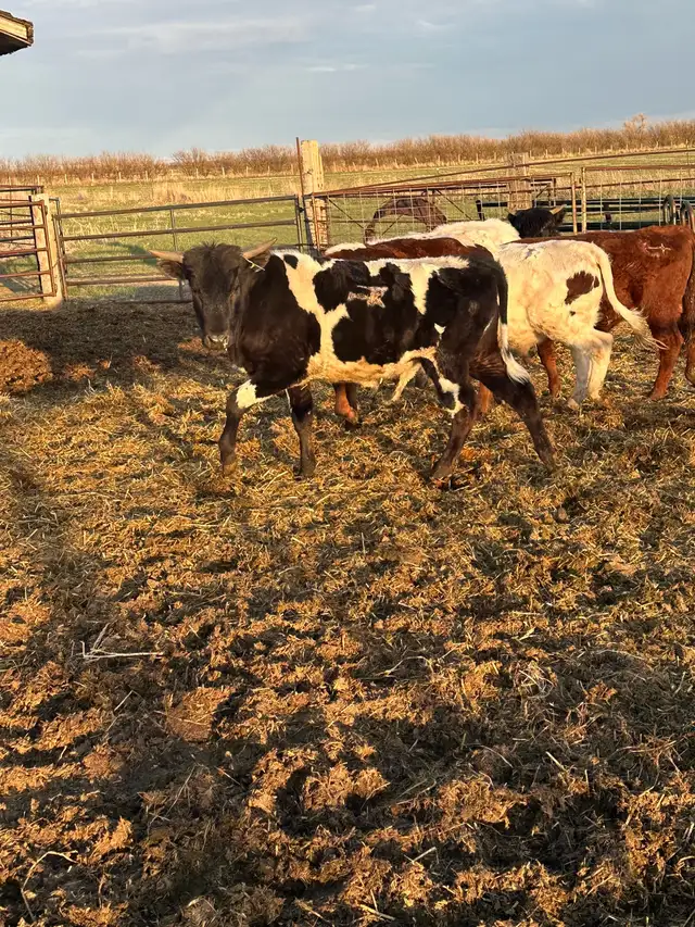 Fresh longhorn calves - Photo 7