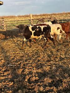 Fresh longhorn calves - Photo 7