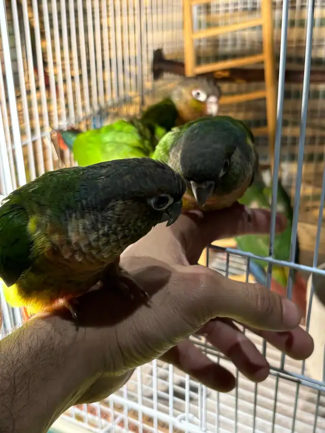 ❤️ Baby Conure fully weaned tamed and friendly ❤️