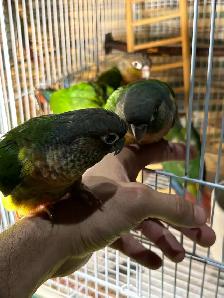 ❤️ Baby Conure fully weaned tamed and friendly ❤️