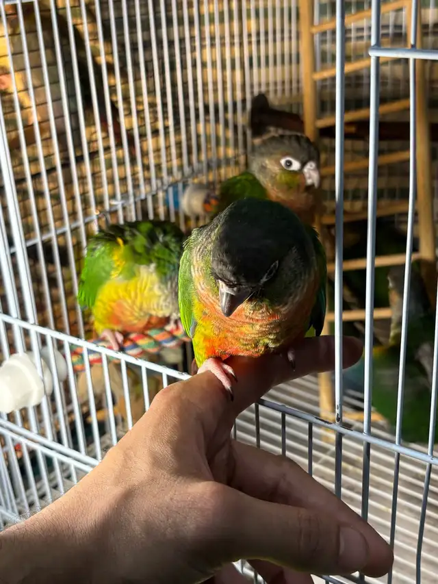 ❤️ Baby Conure fully weaned tamed and friendly ❤️ - Photo 3