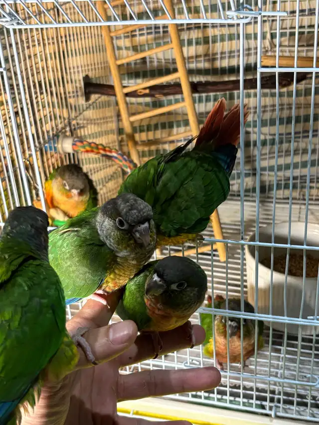 ❤️ Baby Conure fully weaned tamed and friendly ❤️ - Photo 4