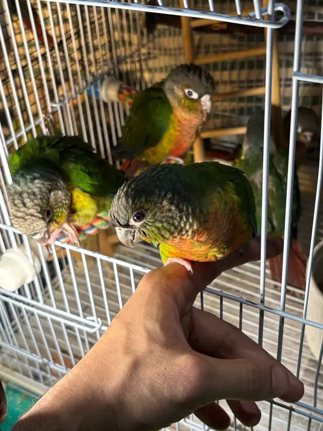 ❤️ Baby Conure fully weaned tamed and friendly ❤️ - Photo 6