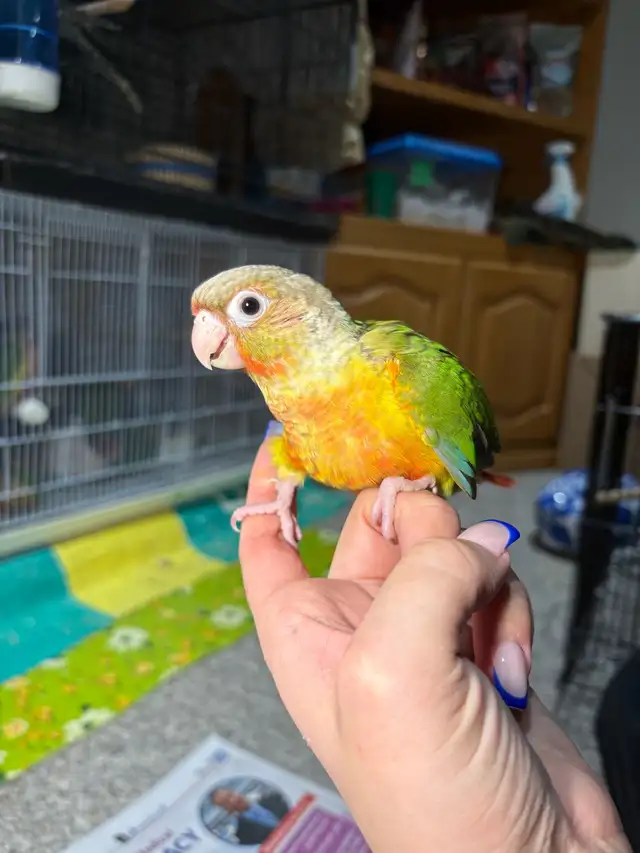 ❤️ Baby Conure fully weaned tamed and friendly ❤️ - Photo 7