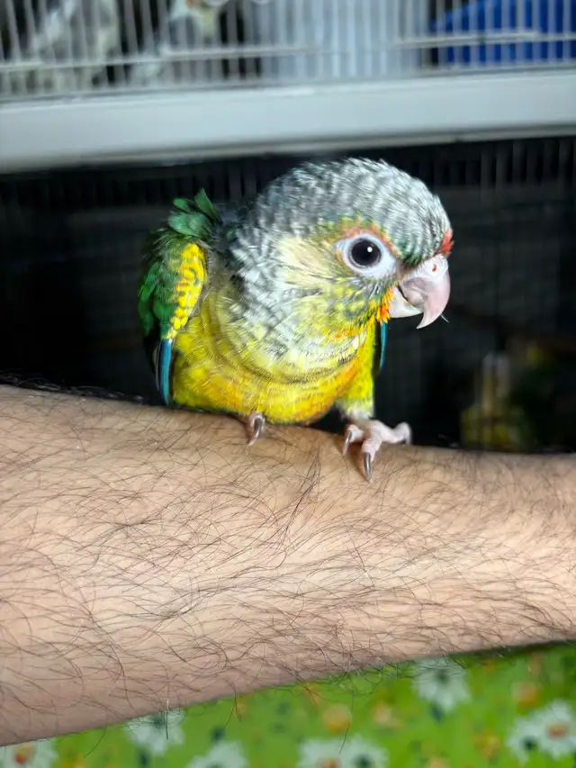 ❤️ Baby Conure fully weaned tamed and friendly ❤️ - Photo 8