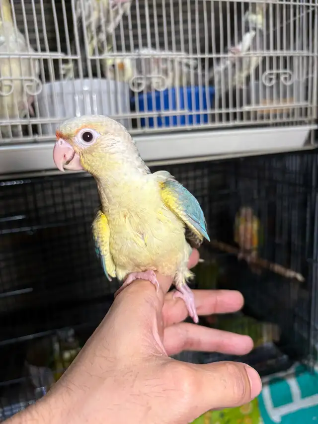 ❤️ Baby Conure fully weaned tamed and friendly ❤️ - Photo 9