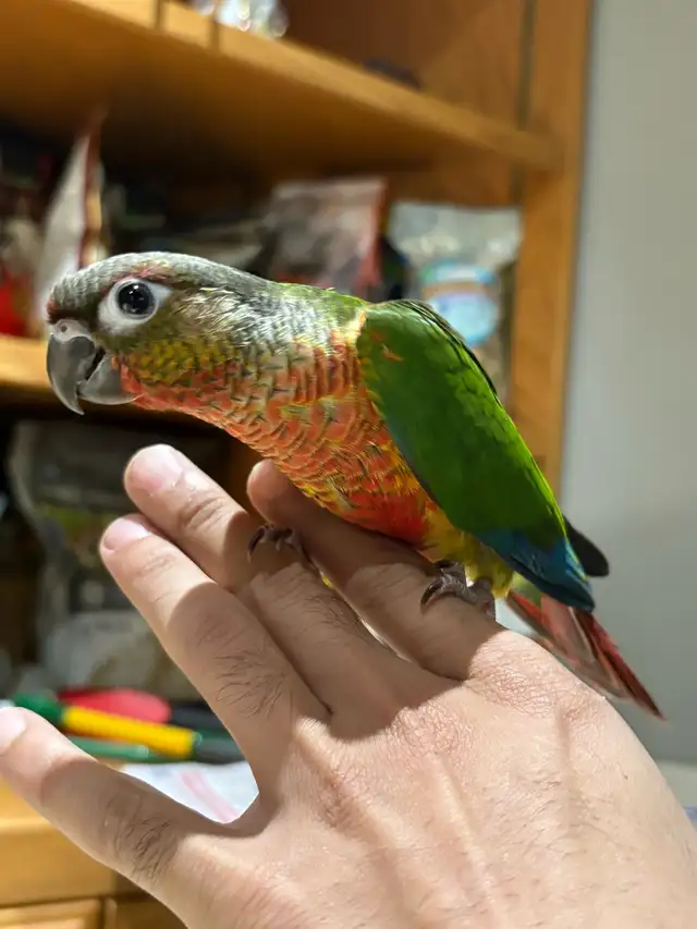 ❤️ Baby Conure fully weaned tamed and friendly ❤️ - Photo 10