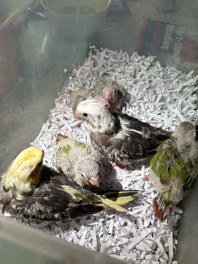❤️ Baby Cockatiels for sale fully weaned ❤️