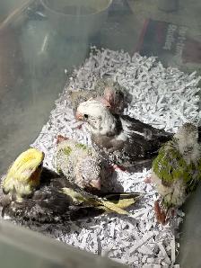 ❤️ Baby Cockatiels for sale fully weaned ❤️