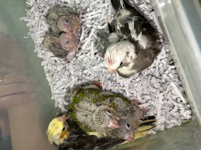 ❤️ Baby Cockatiels for sale fully weaned ❤️ - Photo 2
