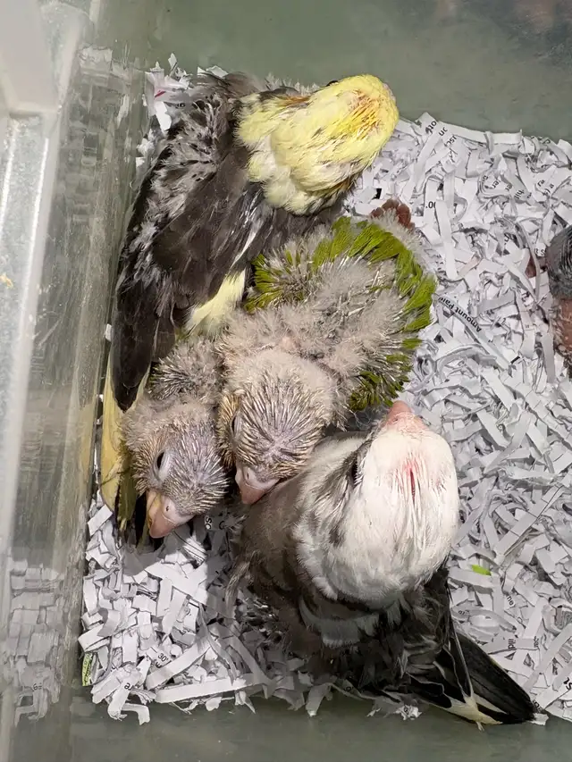❤️ Baby Cockatiels for sale fully weaned ❤️ - Photo 3