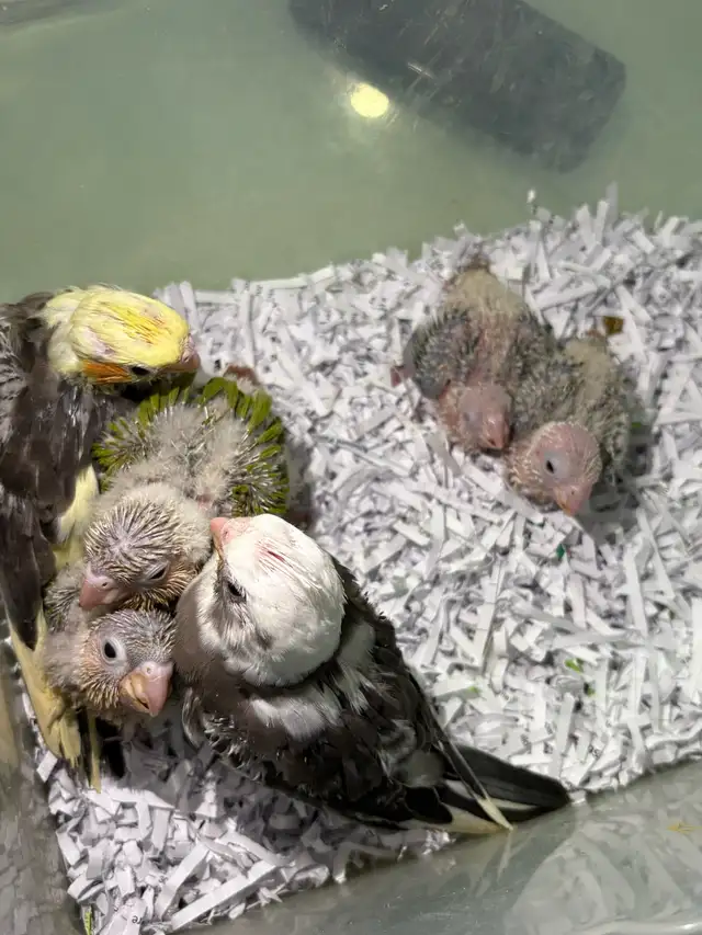 ❤️ Baby Cockatiels for sale fully weaned ❤️ - Photo 4