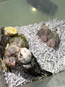 ❤️ Baby Cockatiels for sale fully weaned ❤️ - Photo 4