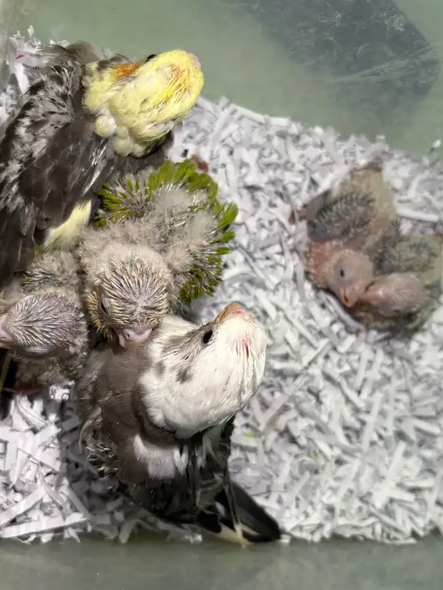 ❤️ Baby Cockatiels for sale fully weaned ❤️ - Photo 5