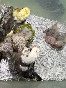❤️ Baby Cockatiels for sale fully weaned ❤️ - Photo 5
