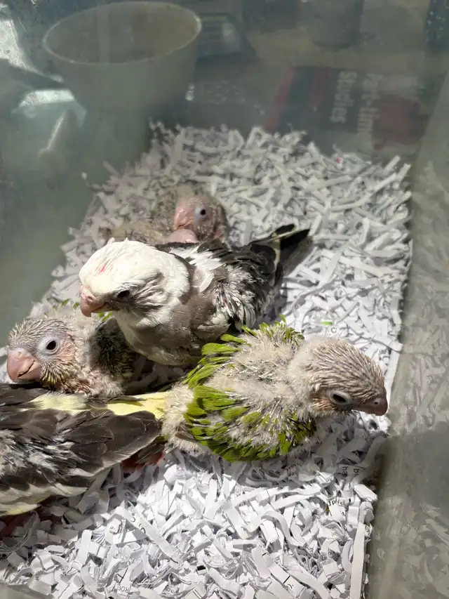 ❤️ Baby Cockatiels for sale fully weaned ❤️ - Photo 6