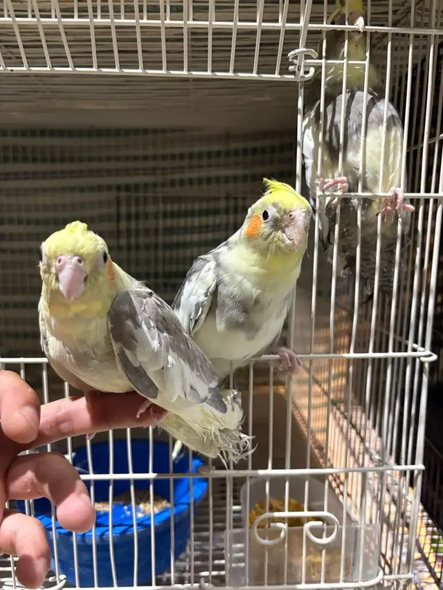 ❤️ Baby Cockatiels for sale fully weaned ❤️ - Photo 7