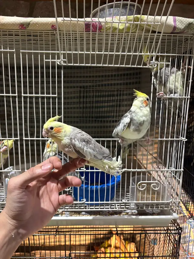 ❤️ Baby Cockatiels for sale fully weaned ❤️ - Photo 8