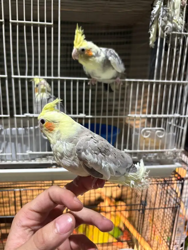 ❤️ Baby Cockatiels for sale fully weaned ❤️ - Photo 9