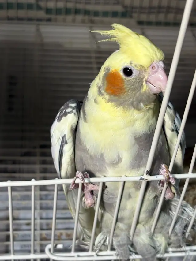 ❤️ Baby Cockatiels for sale fully weaned ❤️ - Photo 10