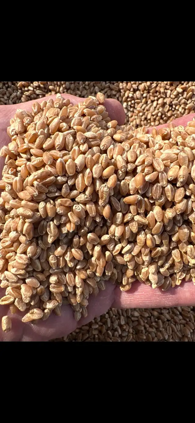 Carberry wheat seed
