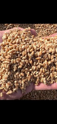 Carberry wheat seed
