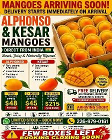 Mango Box Alphanso and Kesar from India
