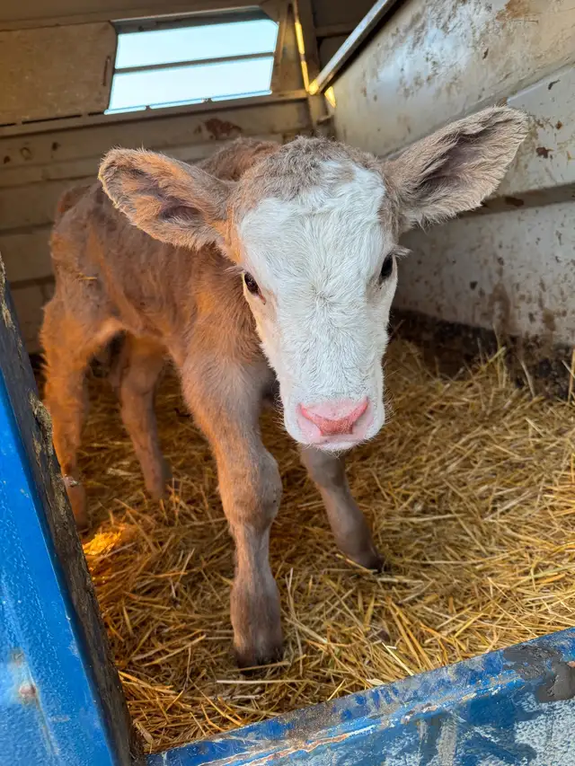 bottle calf