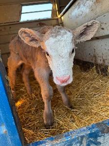 bottle calf