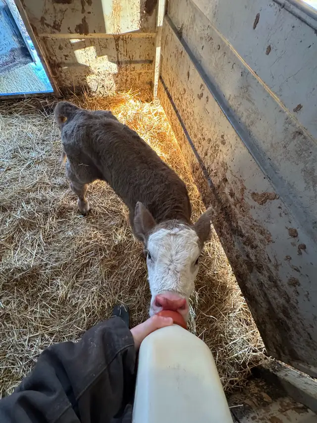 bottle calf - Photo 2