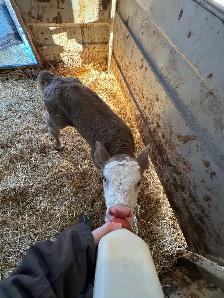 bottle calf - Photo 2