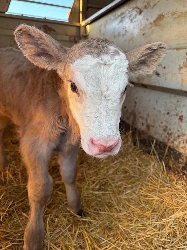 bottle calf - Photo 3