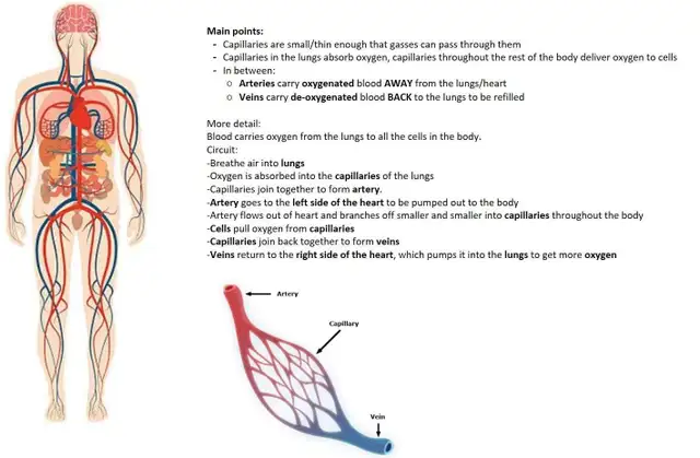 Math, Physics, Chem and Coding Tutor - Online - Photo 5