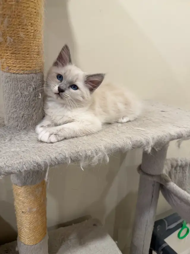 RAGDOLL KITTEN