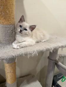 RAGDOLL KITTEN